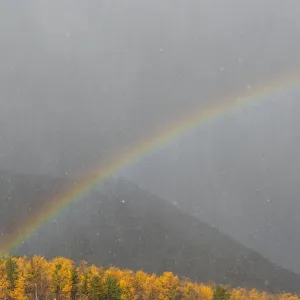 Rainbow arching over mountains and sunlit trees in snowstorm, Northern Baikal, Siberia, Russia. October, 2020 Rainbow arching over mountains and sunlit trees in snowstorm, Northern Baikal, Siberia, Russia. October, 2020