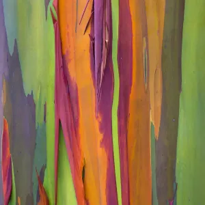 Corteccia di eucalipto arcobaleno (Eucalyptus deglupta), Costa Rica. Corteccia di eucalipto arcobaleno (Eucalyptus deglupta), Costa Rica.