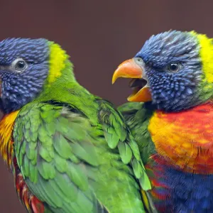 Rainbow lorikeet captive print, Australia Rainbow lorikeet captive print, Australia