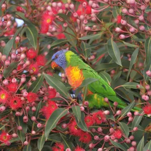 Rainbow lorikeet (Trichoglossus haematodus) Queensland, Australia