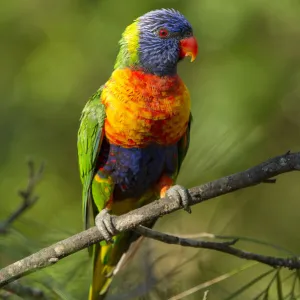 Rainbow lorikeet (Trichoglossus moluccanus) on a branch, Cania Gorge National Park