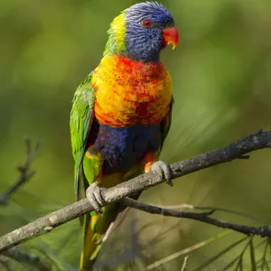 Le lorikeet arc-en-ciel (Trichoglossus moluccanus) sur une branche, parc national de Cania Gorge. Le lorikeet arc-en-ciel (Trichoglossus moluccanus) sur une branche, parc national de Cania Gorge.