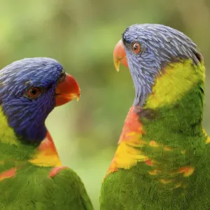 Rainbow lorikeets (Trichoglossus haematodus moluccanus) occurs in Eastern Australia