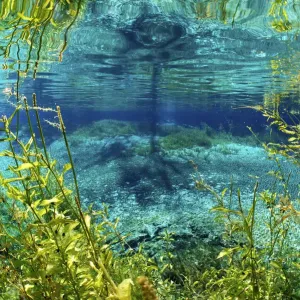 Rainbow river, Rainbow Springs State Park, Florida, USA Rainbow river, Rainbow Springs State Park, Florida, USA