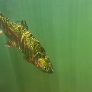 Rainbow trout (Oncorhynchus mykiss) in green turbid waters, Gunnison River, Colorado, USA, April