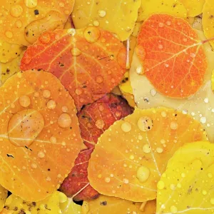 Raindrops on fallen autumn quaking aspen leaves Print Raindrops on fallen autumn quaking aspen leaves Print