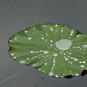 Raindrops on Sacred lotus (Nelumbo nucifera) lily pad