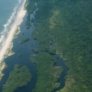 Rainforest on the coast of the Atlantic Ocean, Gamba, Gabon