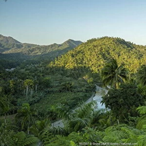 Rainforest vegetation in Chuchillas del Toa Biosphere Reserve near Quibijan
