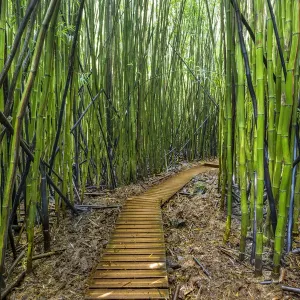 Un sentiero in legno elevato attraverso la foresta di bambù che porta a Waimoku Falls, Parco nazionale Haleakala, Maui, Hawaii. Novembre 2016. Un sentiero in legno elevato attraverso la foresta di bambù che porta a Waimoku Falls, Parco nazionale Haleakala, Maui, Hawaii. Novembre 2016.