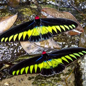 Raja Brookes Birdwing Butterfly Print Raja Brookes Birdwing Butterfly Print