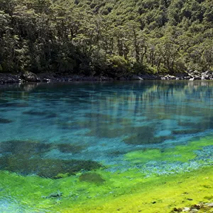 Rangimairewhenua or Blue Lake, Nelson Lakes National Park, Southern Alps, New Zealand