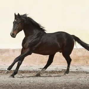 A rare East Bulgarian stallion cantering at the Kabiuk National Stud, Shumen, Bulgaria