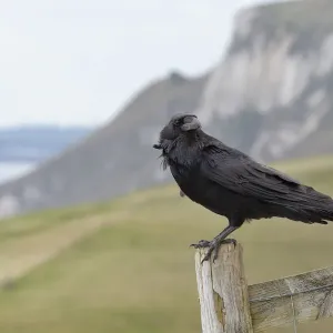 Raven (Corvus corax) adult perched on fence post in coastal grassland, Lulworth Cove Raven (Corvus corax) adult perched on fence post in coastal grassland, Lulworth Cove