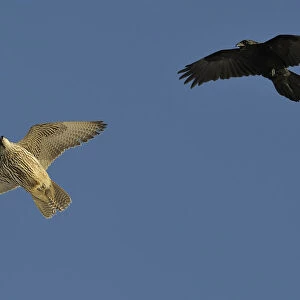 Raven (Corvus corax) mobbing Gyrfalcon (Falco rusticolus), Hornoya Island, Varanger Peninsula