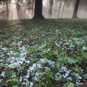 Rays of sunlight through mixed Beech (Fagus sp) / Oak (Quercus sp