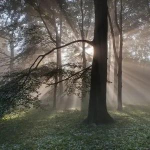 Les rayons de soleil traversent des Hêtres (Fagus sp) / Chênes (Quercus sp) mélangés. Les rayons de soleil traversent des Hêtres (Fagus sp) / Chênes (Quercus sp) mélangés.