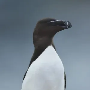 Razorbill (Alca torda) Great Saltee Island, County Wexford, Ireland, June Razorbill (Alca torda) Great Saltee Island, County Wexford, Ireland, June