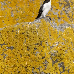 Razorbill Print with Orange Sea Lichen, Shiant Isles