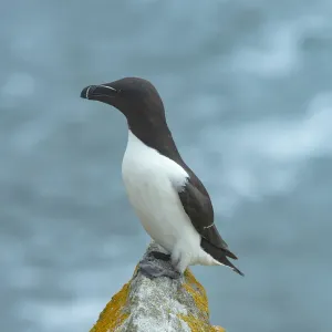 Razorbill Print: Perched on Lichen-Covered Rock, Great Saltee Island Razorbill Print: Perched on Lichen-Covered Rock, Great Saltee Island
