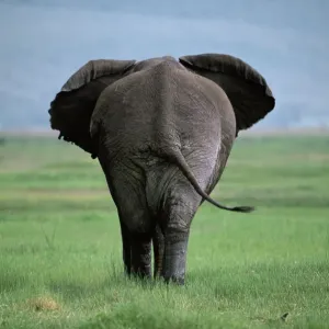 Retro di elefante africano maschio {Loxodonta africana} cratere di Ngorongoro, Tanzania. Retro di elefante africano maschio {Loxodonta africana} cratere di Ngorongoro, Tanzania.