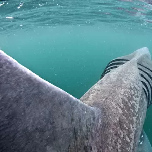 Rear view of Basking shark (Cetorhinus maximus) feeding on plankton in the surface