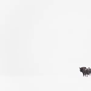 Rear view of European bison (Bison bonasus) in agricultural field, Bialowieza NP