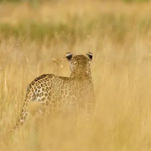 Rear view of Leopard walking in grass {Panthera pardus} Moremi National Park, Botswana