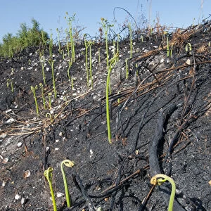 Recently burnt heathland, showing new Bracken growth (Pteridium aquilinum), Caesars Camp