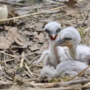 White Stork Chicks Print