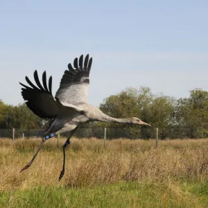 Recently released young Common / Eurasian crane (Grus grus) landing within a fox-proof