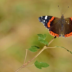 Red admiral butterfly (Vanessa atalanta) resting on leaf, Lorraine, France, July