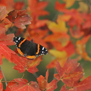 Red Admiral butterfly (Vanessa atalanta), perched on Bigtooth Maple (Acer grandidentatum)