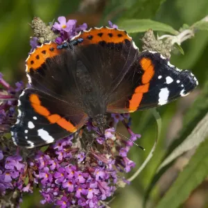Red admiral butterfly (Vanessa atalanta) feeding on ivy, Sark, British Channel Islands, August Red admiral butterfly (Vanessa atalanta) feeding on ivy, Sark, British Channel Islands, August