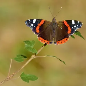 Red admiral butterfly (Vanessa atalanta) resting on leaf, Lorraine, France, July Red admiral butterfly (Vanessa atalanta) resting on leaf, Lorraine, France, July