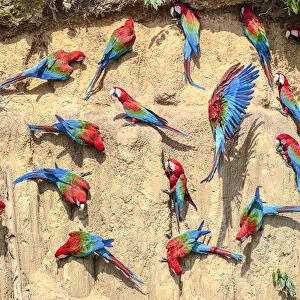 Red-and-green macaw (Ara chloropterus) flock feeding on wall of clay lick. Manu Biosphere Reserve