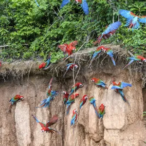 Red-and-green macaw (Ara chloropterus) flock feeding at wall of clay lick, flying