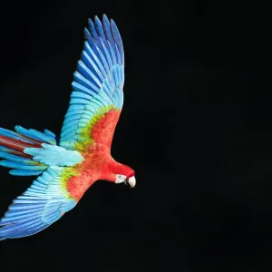 Le perroquet à tête verte (Ara chloropterus) en vol, Pantanal, Brésil. Août. Le perroquet à tête verte (Ara chloropterus) en vol, Pantanal, Brésil. Août.