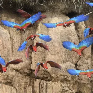 Red-and-green macaw (Ara chloropterus) flock flying in front of clay lick Red-and-green macaw (Ara chloropterus) flock flying in front of clay lick