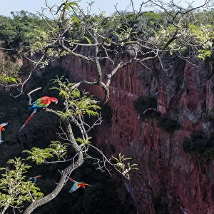 Red-and-green macaws (Ara chloropterus) perched and in flight over Buraco das Araras
