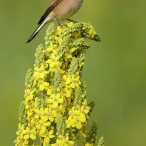 Red-backed shrike male (Lanius collurio) perched on Denseflower mullein (Verbascum