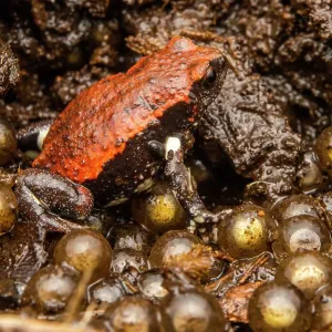 Red-backed toadlet male guarding eggs under a log, Print Red-backed toadlet male guarding eggs under a log, Print