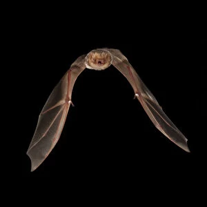Red bat (Lasiurus borealis) female flying; shots taken with high speed flash San Saba County