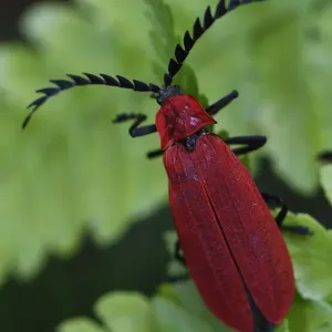 Red beetle print, Pyrochroidae family, perched on a leaf Red beetle print, Pyrochroidae family, perched on a leaf