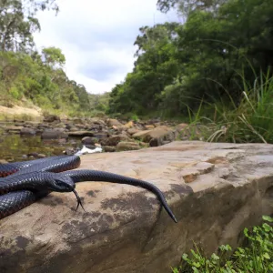 Red-bellied Blacksnake (Pseudechis porphyriacus) basking on rock, Lerderderg Gorge