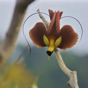 Red Bird-of-Paradise (Paradisaea rubra) male performing practice display at tree-top lek