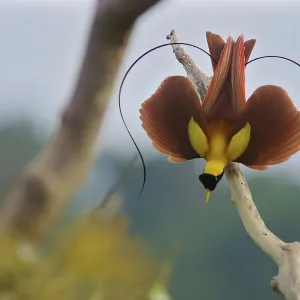 Red Bird-of-Paradise Print: Tree-top Lek Display Red Bird-of-Paradise Print: Tree-top Lek Display