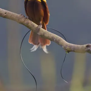 Red Bird of Paradise (Paradisaea rubra) adult male at lek display site in the top Red Bird of Paradise (Paradisaea rubra) adult male at lek display site in the top