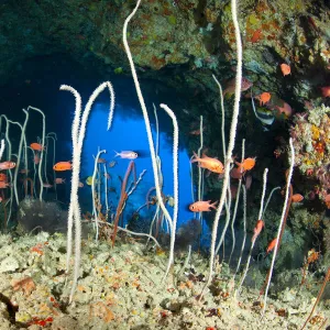 Red / Blotcheye soldierfish (Myripristis murdjan) and sea whips coral, Junceella at Fotteyo caves