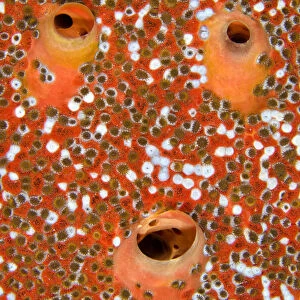 Red boring sponge (Cliona delitrix) three excurrent apertures covered in Sponge zoanthids